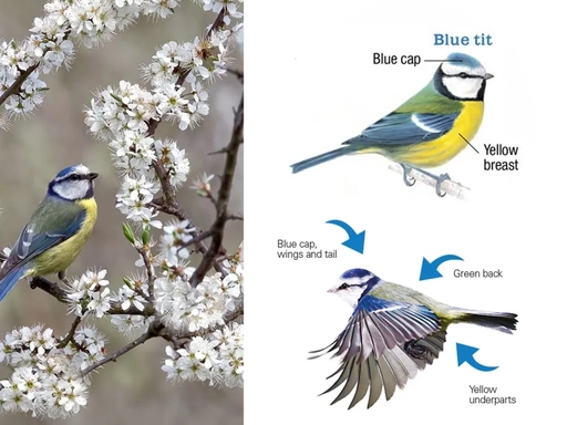 Blue tit photograph and illustrated reference showing distinctive plumage
